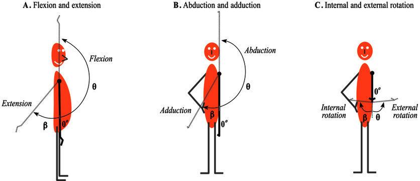 Shoulder movement: flexion, extension, abduction, adduction,  external rotation  and internal rotation