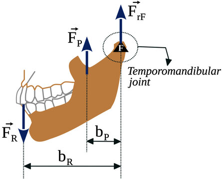 The mandibular lever: Combined bone and muscle action during mastication