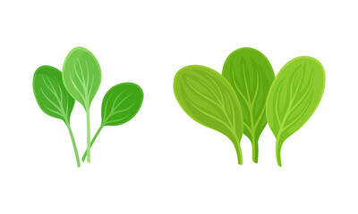Leaf Vegetables or Vegetable Greens as Salad Ingredient Vector Set