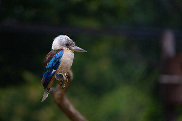 Oiseau bleu