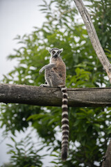 Lémurien sur une branche