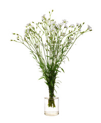Cerastium cerastoides (mountain chickweed or starwort mouse-ear) in a glass vessel on a white background