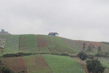 view vegetable plantation in asia with many variants