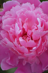 Pink peony close-up