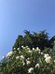 Flowers of a tree