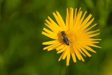 Oschsenauge, Buphthalmum salicifolium, Oxeye, yellow flowers