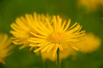 Oschsenauge, Buphthalmum salicifolium, Oxeye, yellow flowers