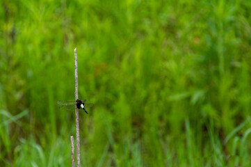 枯れ枝のトンボ
