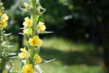 Mullein flowers background (Verbascum densiflorum). Inflorescence of yellow meadow mullein flowers in the sunlight of the day on a blurred background. Summer season.Czechia. Europe. 