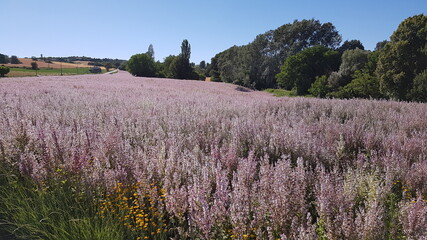 Obraz premium Provence