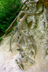 roots on sandstone in the Hagenbach gorge near saint andrea-woerdern, Austria