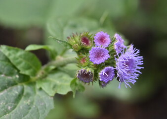 Leberbalsam-Blüten und Knospen