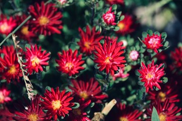 flowers in the garden - nature, floral autumn background, greeting card vintage