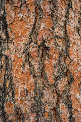 Pine Tree bark
