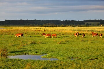 Cows grazing in the meadow at sunset