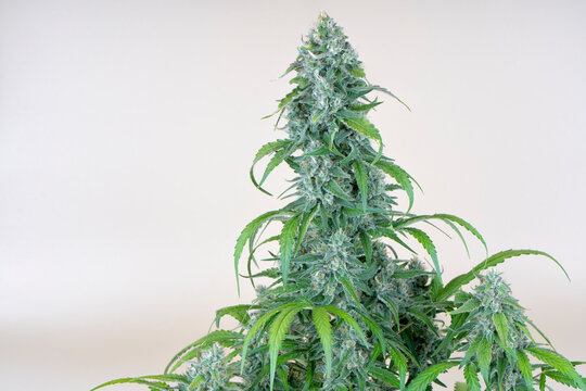Detail of an AK-47 Cannabis plant isolated in pastel color background