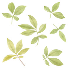 Set of watercolor leaves isolate on a white background. Gently green leaves painted with watercolor.