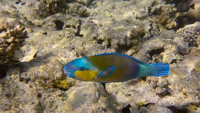 Parrotfish swims over coral reef. Rusty Parrotfish or Bullethead Parrotfish. Close-up