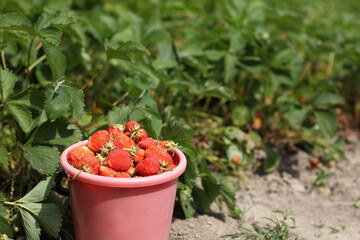 full bucket of fresh strawberries on the background of the garden. red ripe berries for dessert