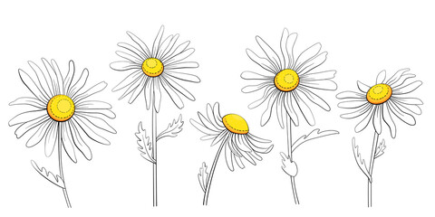 chamomile flowers set