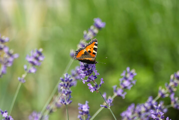 Small tortoiseshell butterfly (Aglais urticae) perched on lavender plant in Zurich, Switzerland