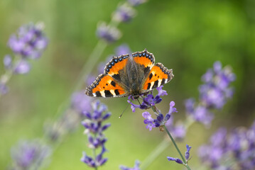 Small tortoiseshell butterfly (Aglais urticae) perched on lavender plant in Zurich, Switzerland