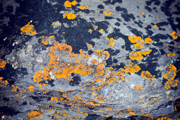 yellow lichen on the stone