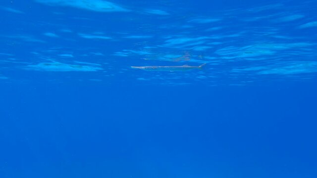 Needlefish swims under surface on blue water in sun rays. Underwater life in the ocean. Slow motion