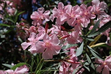 pink flowers