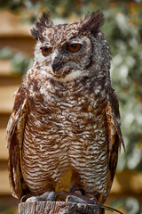 UK - Birds of Prey - Amazonian Great Horned Owl