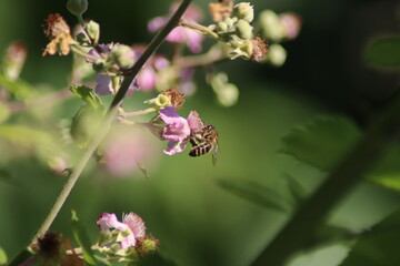 bee on a flower