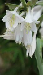 close up of white hosta funkie blossoms