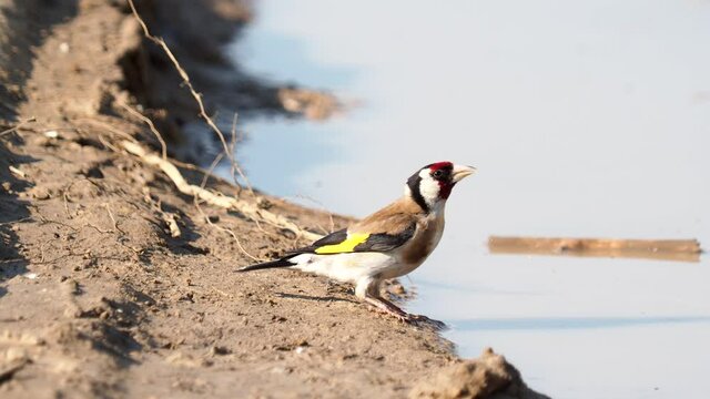 The European goldfinch bird drinking water, Carduelis carduelis