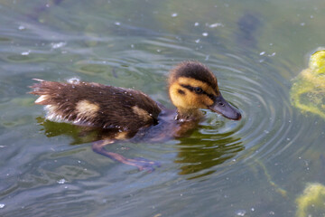Ducklings of mallard ducks (Anas platyrhynchos) learn to swim in the lake.