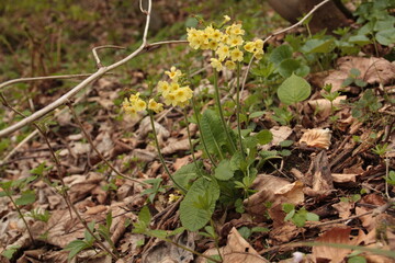 Primula elatior, Pierwiosnek wyniosły, oxlip