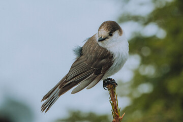 A Canada Jay bird perched on a branch in Mount Ranier National Park in the United States' Pacific Northwest. 