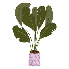 plant in the pot houseplant