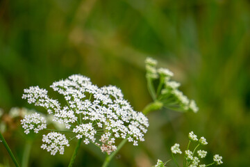 Little grass stem close-up. Beautiful nature background. Shallow depth of field.