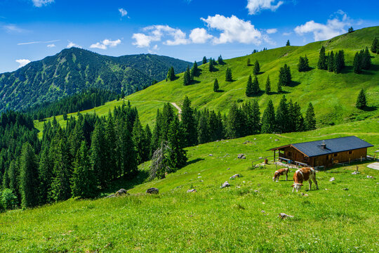 Wanderung zum Fockenstein zwischen Tegernsee und Lenggries in den bayrischen Alpen - Hochebene mit H&uuml;tte / Alm und K&uuml;hen