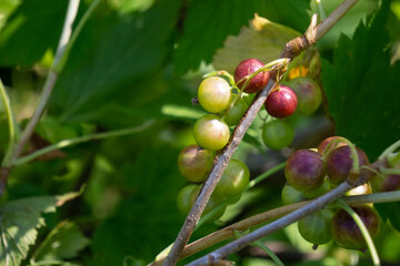 Immature, green currant berries on the bush. Young black currant berries. Not ripe black currant in the details.