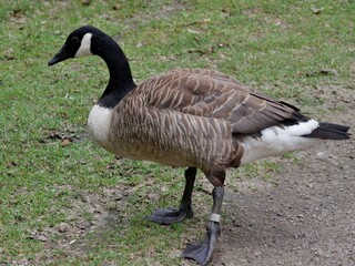 Graugans auf der Wiese