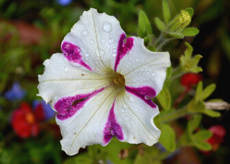 pink and white flower