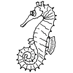 hand drawn hippocampus illustration in doodle style