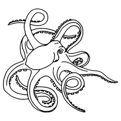 hand drawn octopus illustration in doodle style