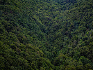 Fototapeta na wymiar Aerial view of a green mountain forest