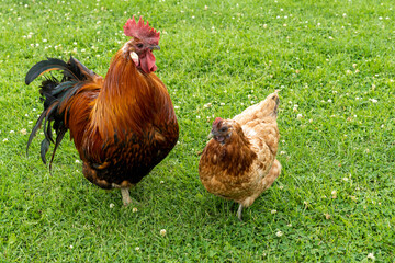 free range cockerel and hen on a green grass background