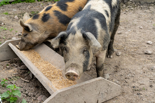 two adult Linderod pigs feeding at a trough in a pig sty
