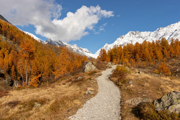 Fototapeta na wymiar Colorful autumn or fall seasononal hiking background.Gravel Path leading towards orange larch forest with snow mountains behind