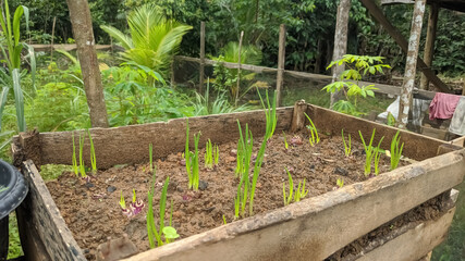 onion plant outdoors. I hope it grows big and can be cooked as soon as possible.
