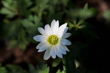White Red Yellow tropical flowers